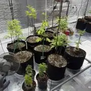 Micro clones +1 seed grow