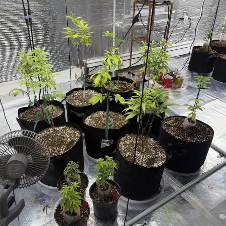 Micro clones +1 seed grow