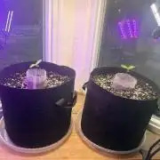 My seeds I made pollinating a fem reg