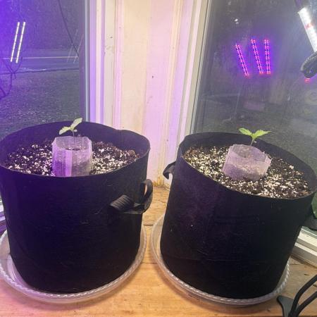 My seeds I made pollinating a fem reg