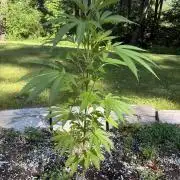 Outdoor grow