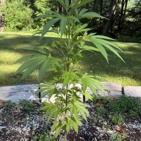 Outdoor grow