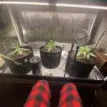 Fast buds G14 auto