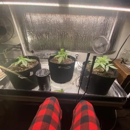 Fast buds G14 auto