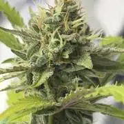 2nd cheese auto