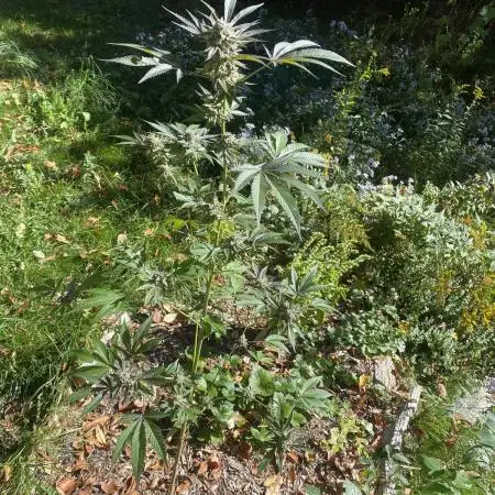 Random seed  outdoor Guarilla grow