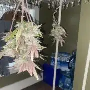 Mega grow