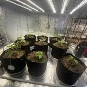 Mega grow