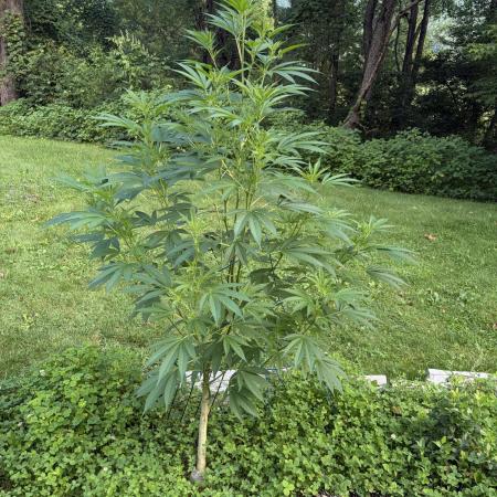 Outdoor grow