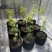 Micro clones +1 seed grow