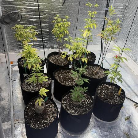 Micro clones +1 seed grow