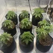 Mega grow