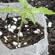 Outdoor auto batch 1