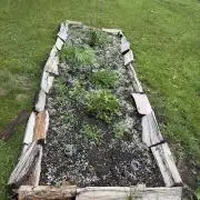 Outdoor auto batch 2 in raised bed