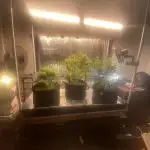 Fast buds G14 auto