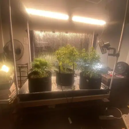 Fast buds G14 auto