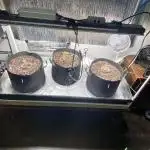 Fast buds G14 auto