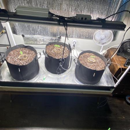Fast buds G14 auto