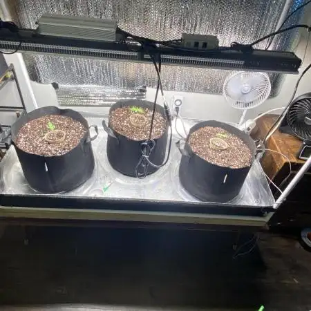 Fast buds G14 auto