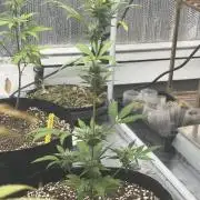 2nd cheese auto