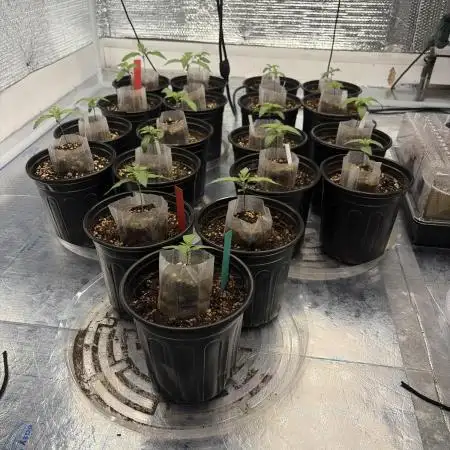 Outdoor grow