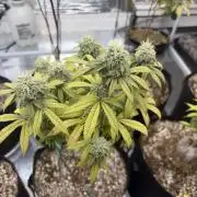 Micro clones +1 seed grow