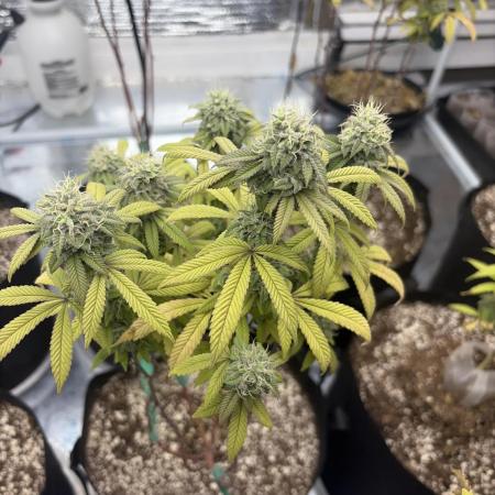 Micro clones +1 seed grow