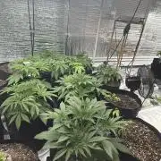 Winter grow