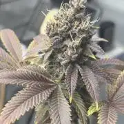 Micro clones +1 seed grow