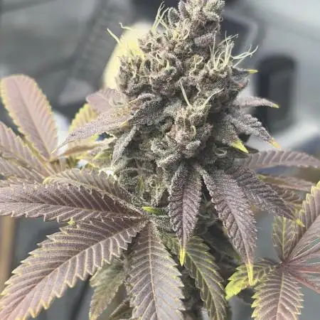 Micro clones +1 seed grow