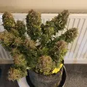 Original sensible seeds