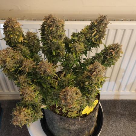 Original sensible seeds