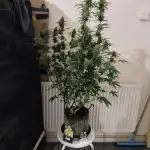 Divine seeds competition