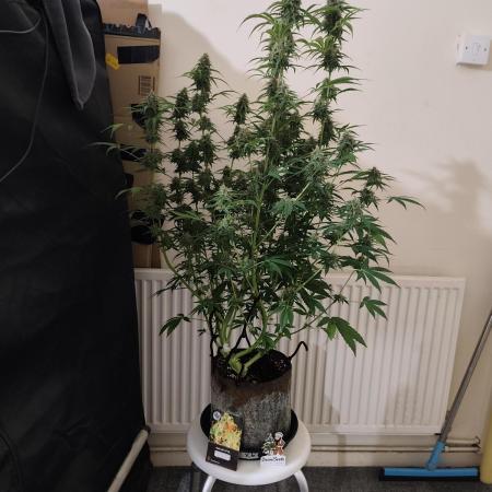 Divine seeds competition