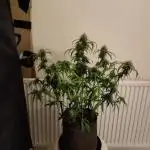 Divine seeds competition