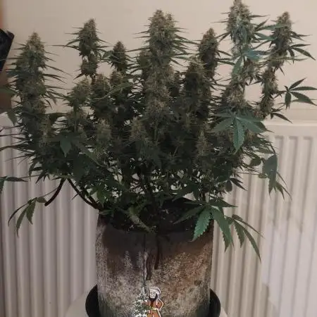 Divine seeds competition