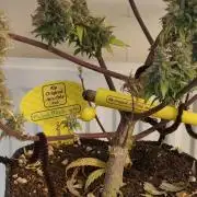Original sensible seeds