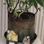 Divine seeds competition