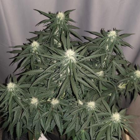 Original sensible seeds