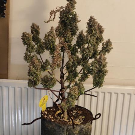 Original sensible seeds