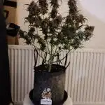 Divine seeds competition