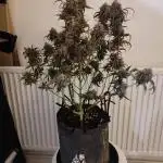 Divine seeds competition