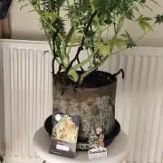 Divine seeds competition