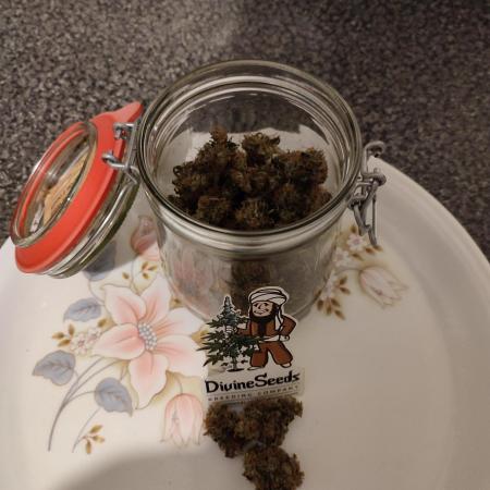 Divine seeds competition