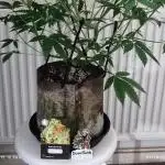 Divine seeds competition