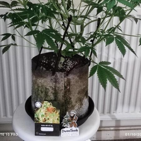 Divine seeds competition