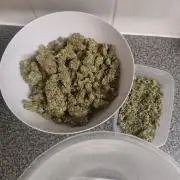 Eternity grow cup sticky broccoli auto