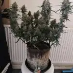 Divine seeds competition