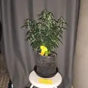 Original sensible seeds