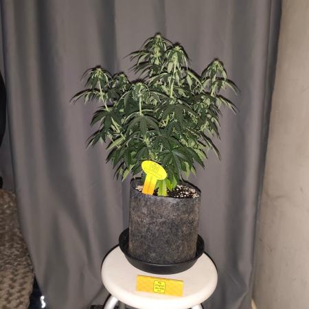 Original sensible seeds